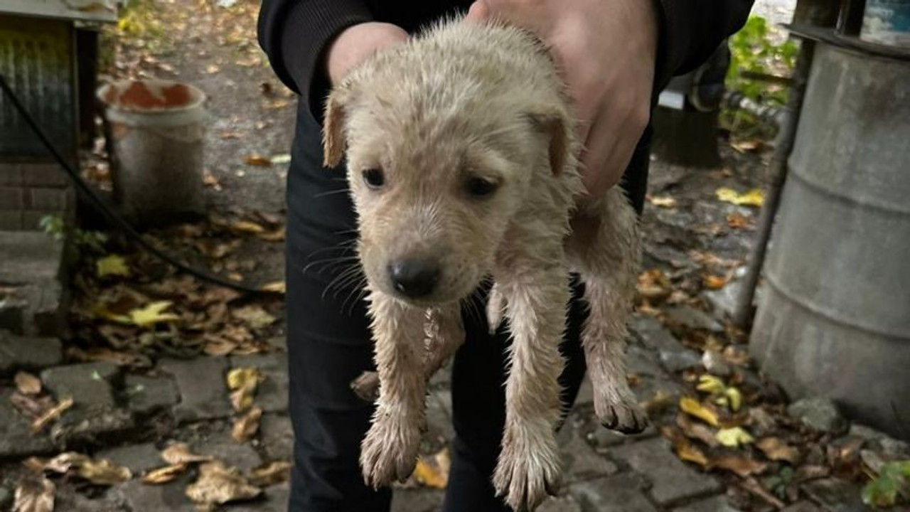 Dereye düşen yavru köpeğin yardımına itfaiye yetişti