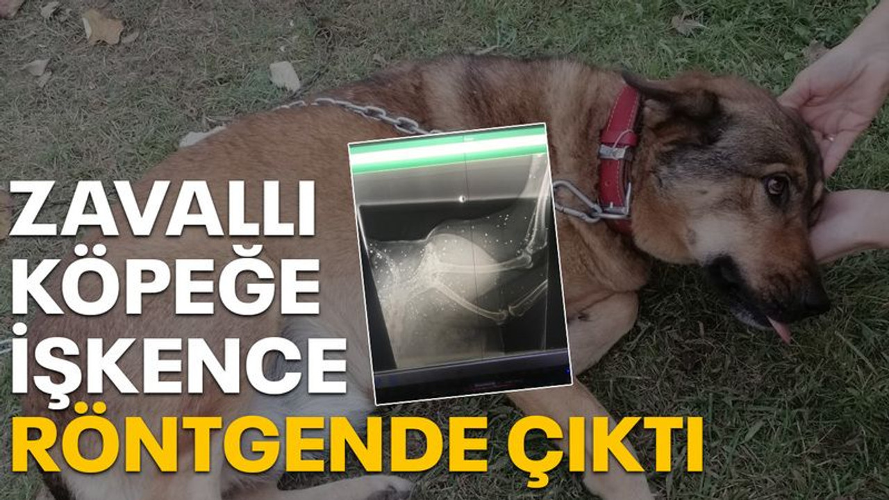 Zavallı köpeğe işkence röntgende ortaya çıktı!