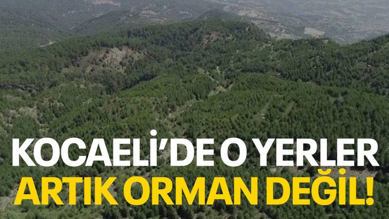 Kocaeli’de o yerler artık orman değil!