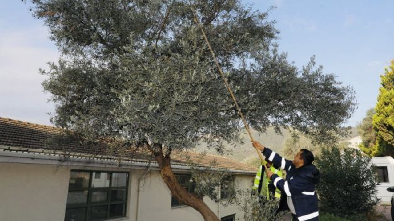 Zeytinler ihtiyaç sahipleri için toplanıyor