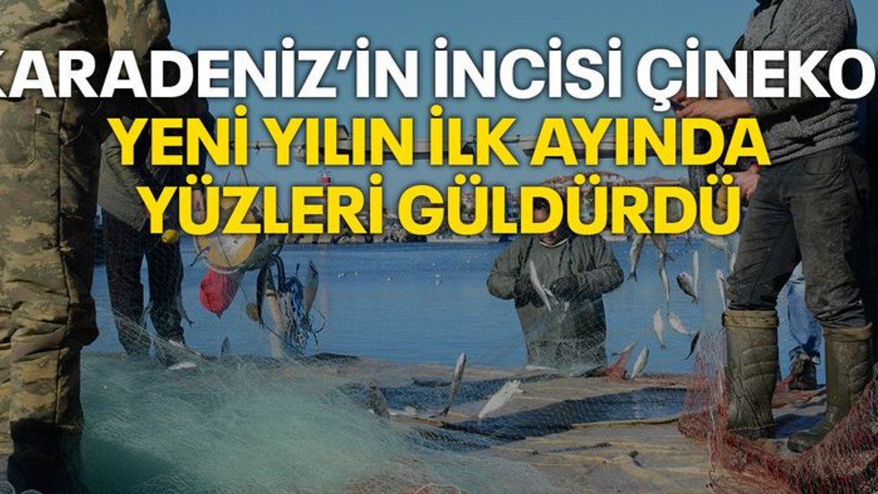 Karadeniz’in incisi çinekop, yeni yılın ilk ayında yüzleri güldürdü