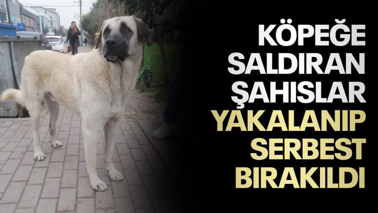 İzmit'te köpeğe saldıran 2 şahıs yakalanıp serbest bırakıldı