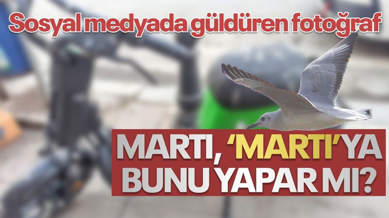 Martı, martıya bunu yapar mı? İzmit'te çekilen fotoğraf güldürdü!