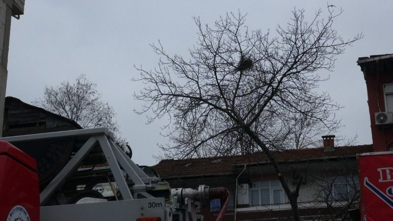 Budamak için çıktığı ağaçta fenalaştı