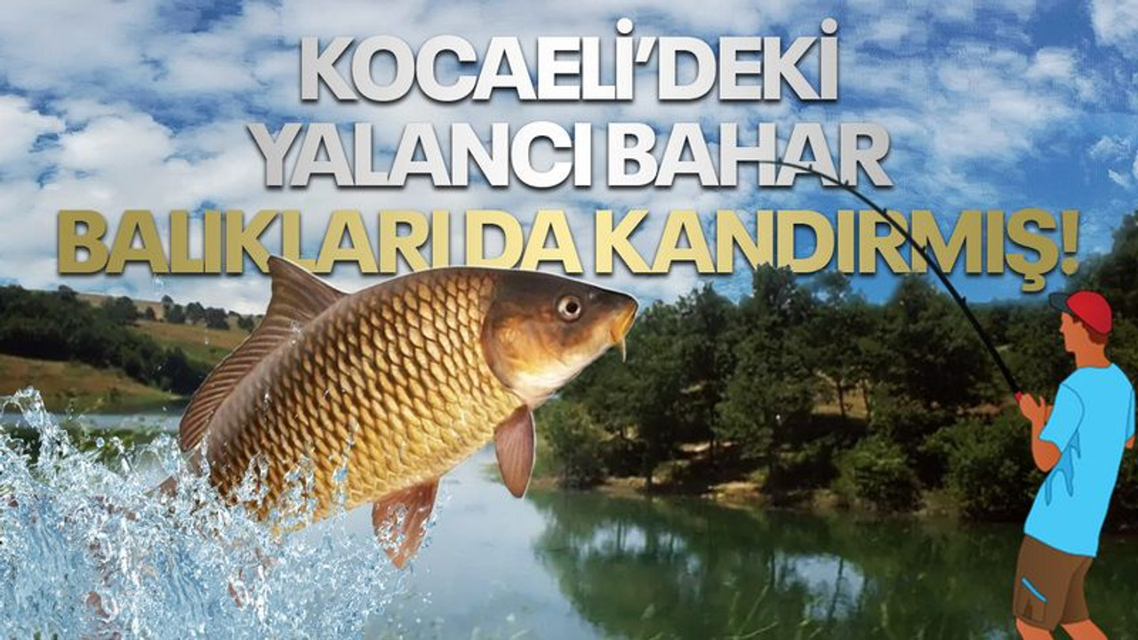 Kocaeli’deki yalancı bahar, balıkları da kandırmış!