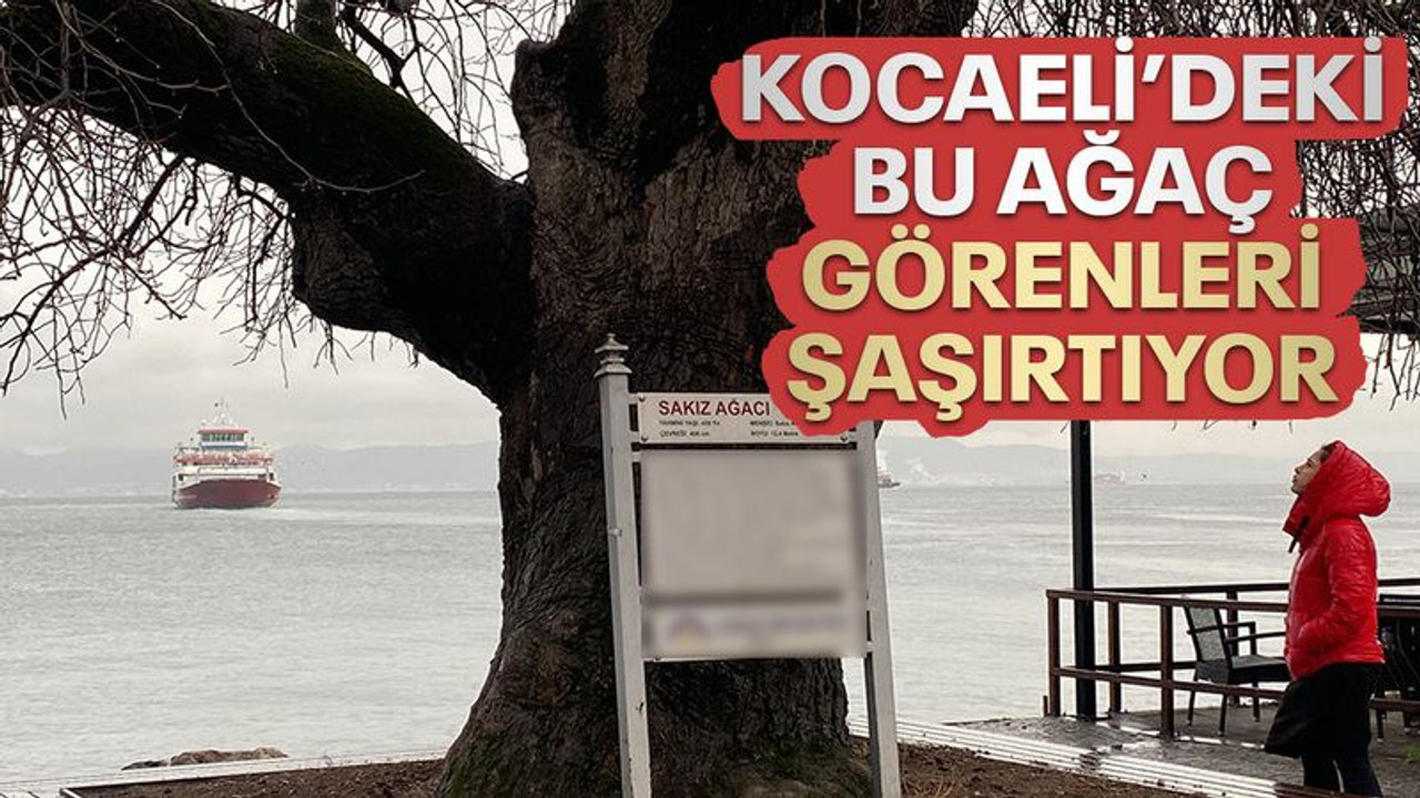 Kocaeli'deki bu ağaç, görenleri şaşırtıyor!