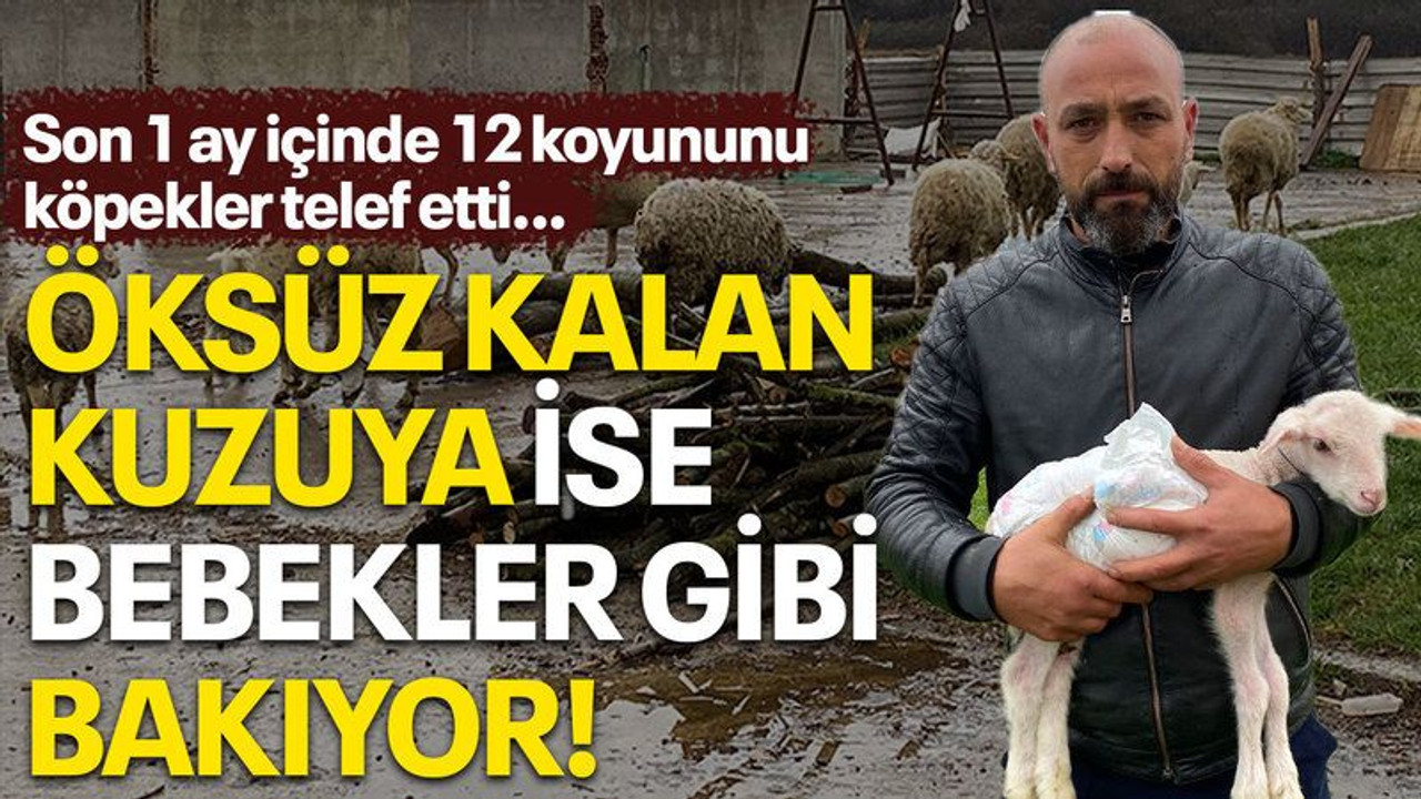 Son 1 ay içinde 12 koyununu köpekler telef etti...Öksüz kalan kuzuya ise bebekler gibi bakıyor!