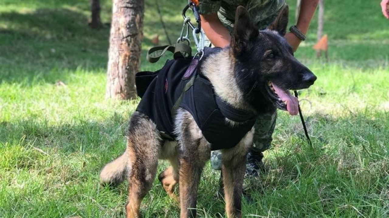 Kahraman köpek Proteo'nun adı Kocaeli'de yaşatılacak