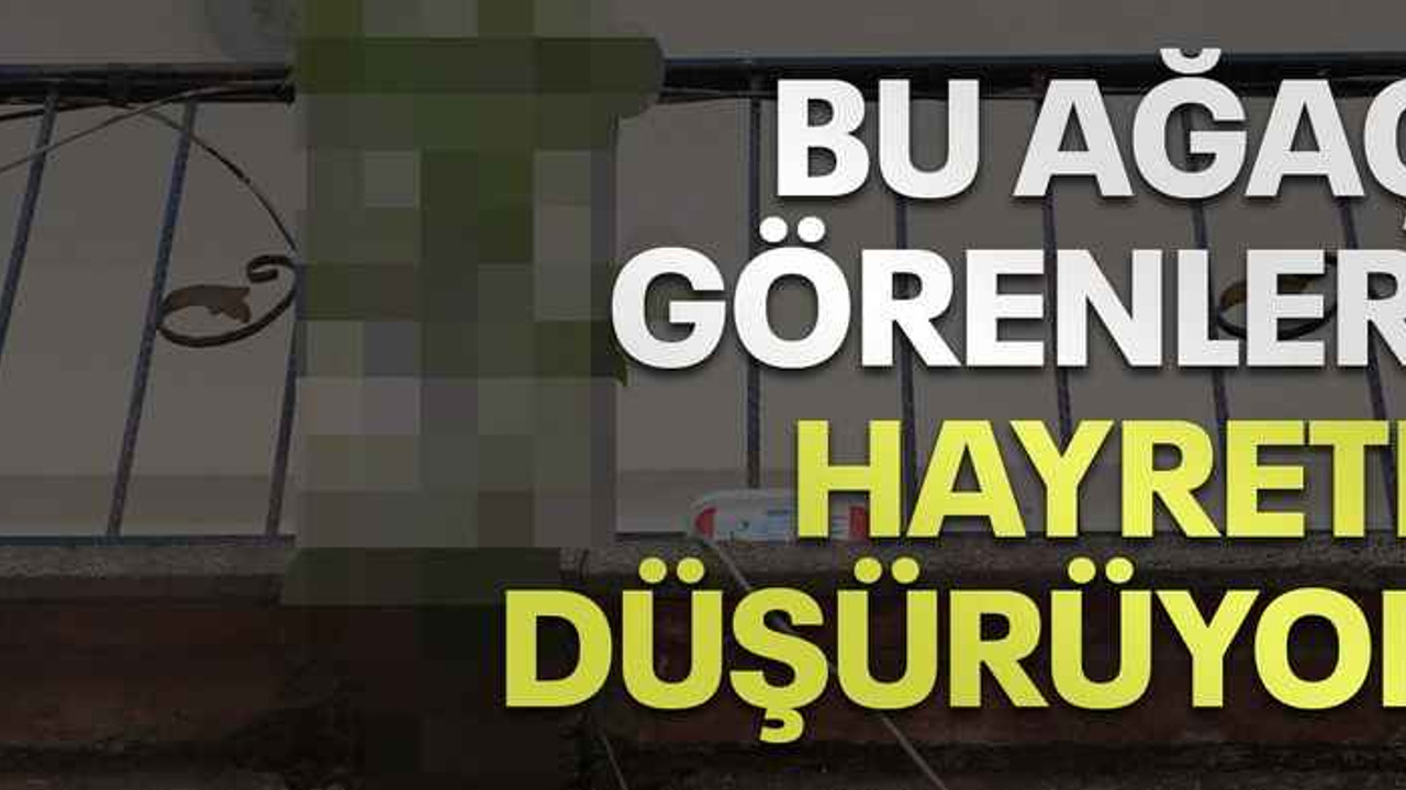Bu ağaç görenleri hayrete düşürüyor