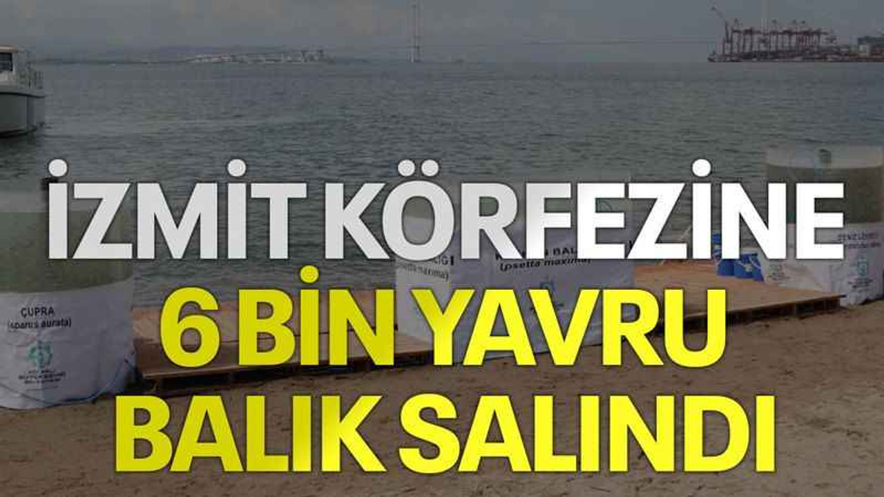 İzmit Körfezine 6 bin balık salındı