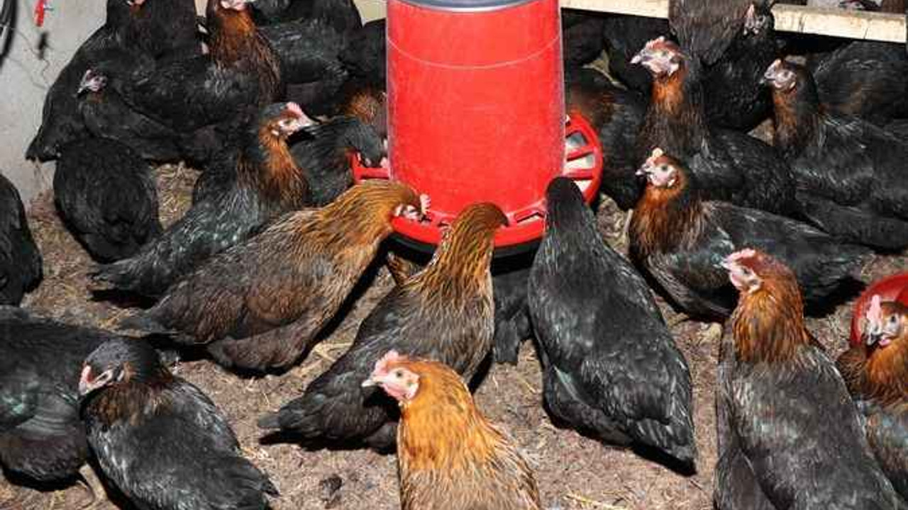 Büyükşehir’den üreticilere yüzde 50 hibeli yumurta tavuğu