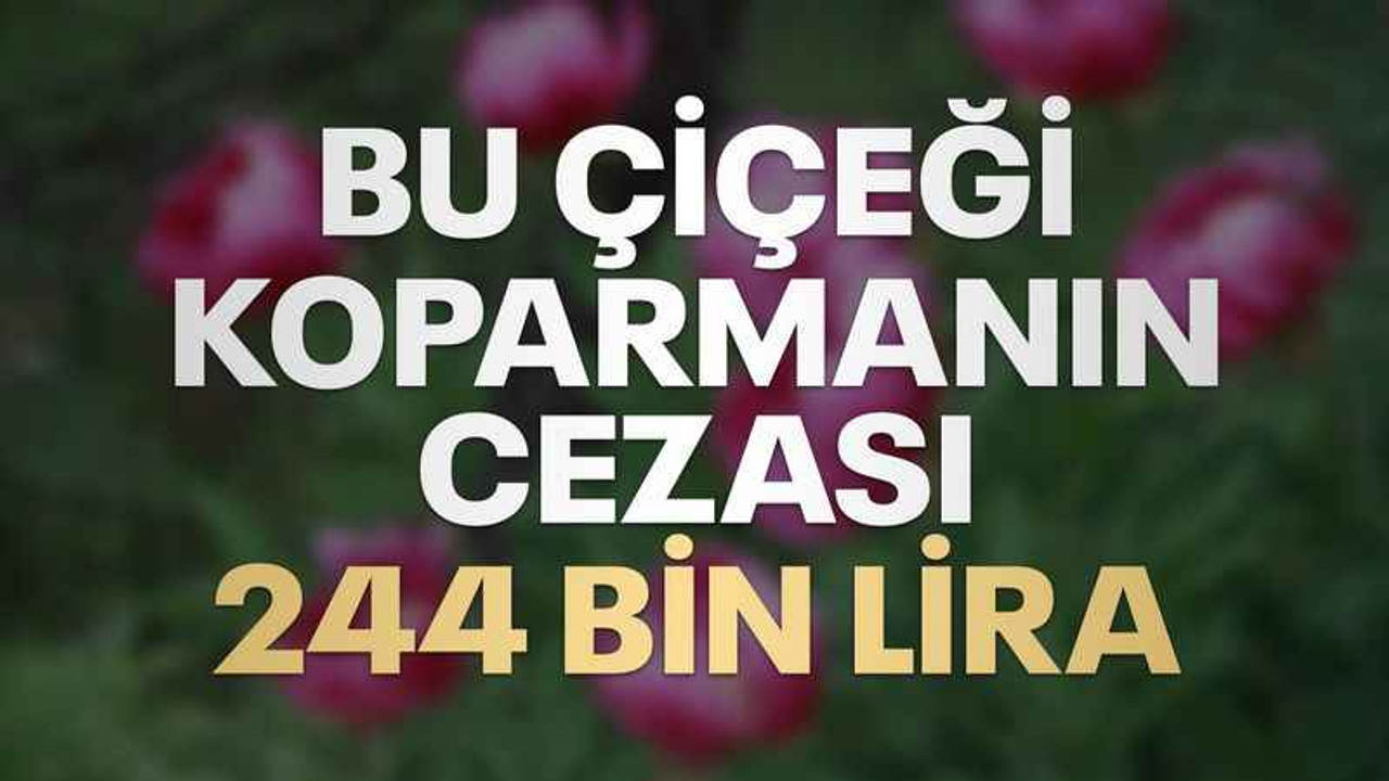 Bu bitkiyi koparmanın cezası 244 bin lira