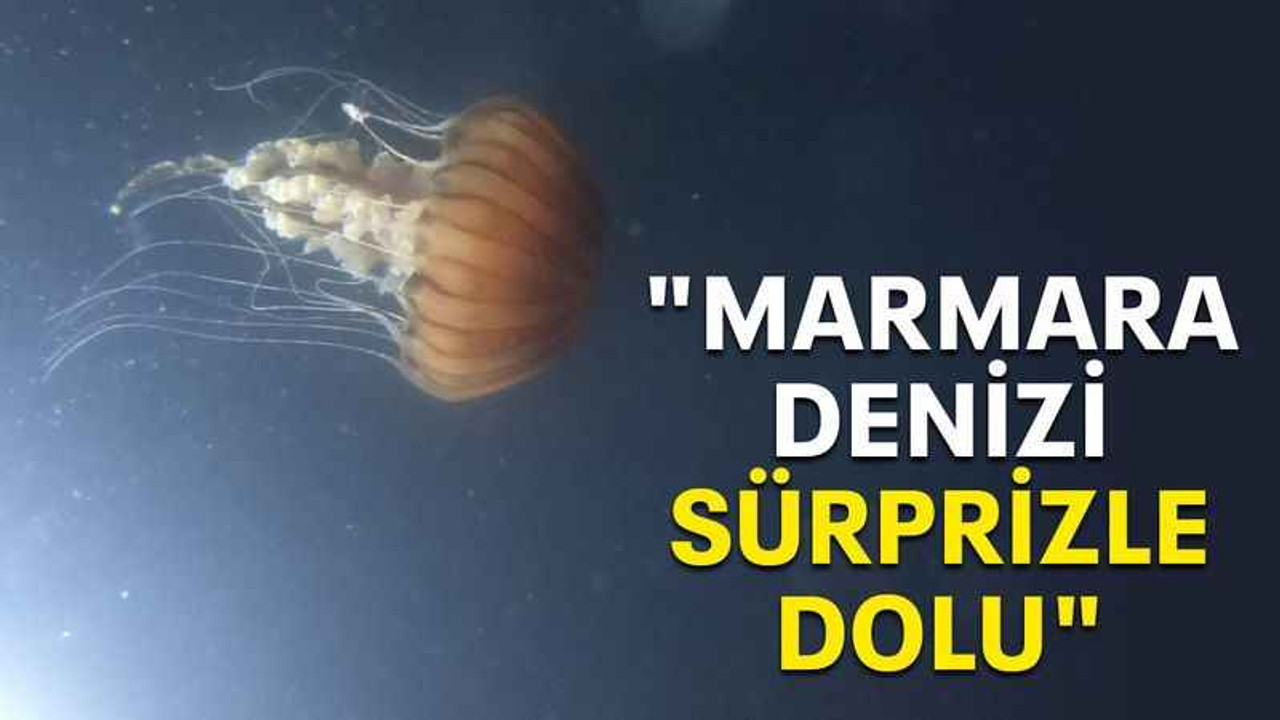 "Marmara denizi sürprizle dolu"