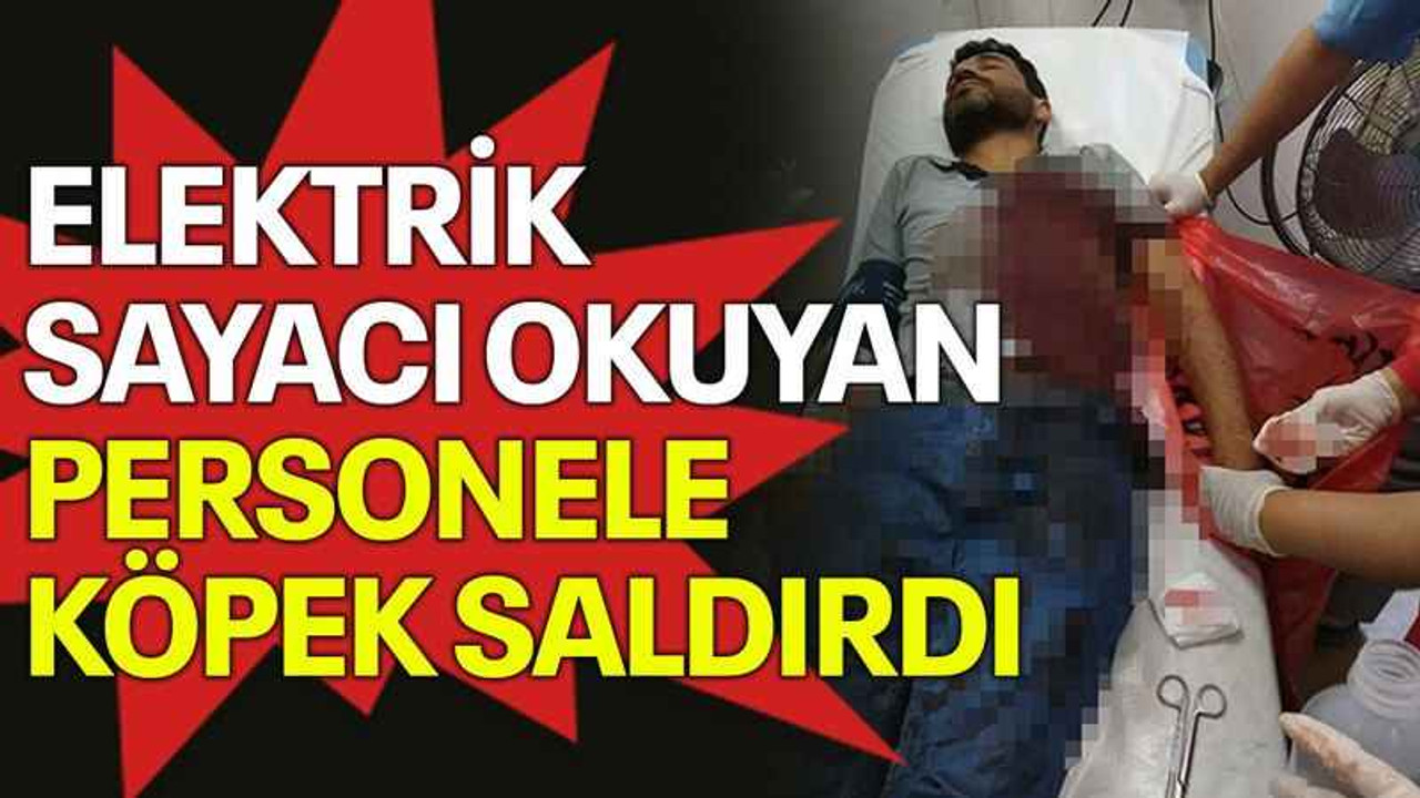 Elektrik sayacı okuyan personele köpek saldırdı