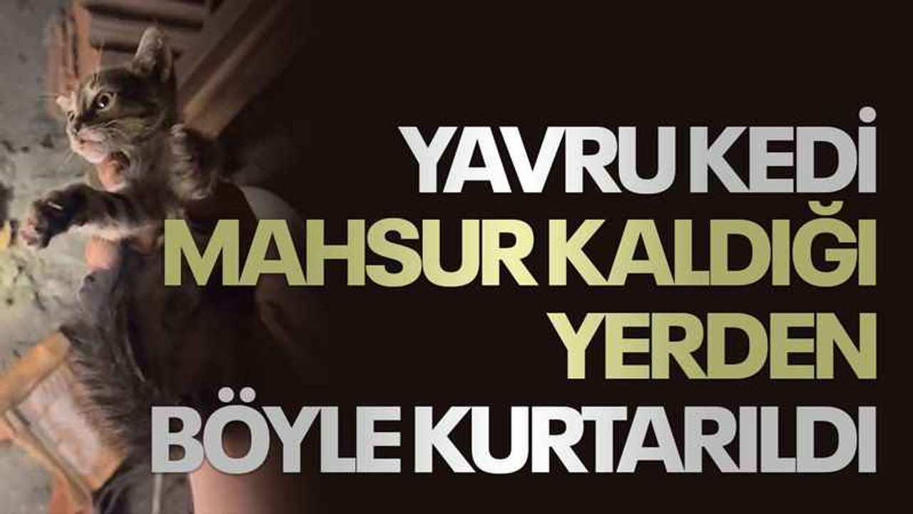Yavru kedi mahsur kaldığı yerden böyle kurtarıldı