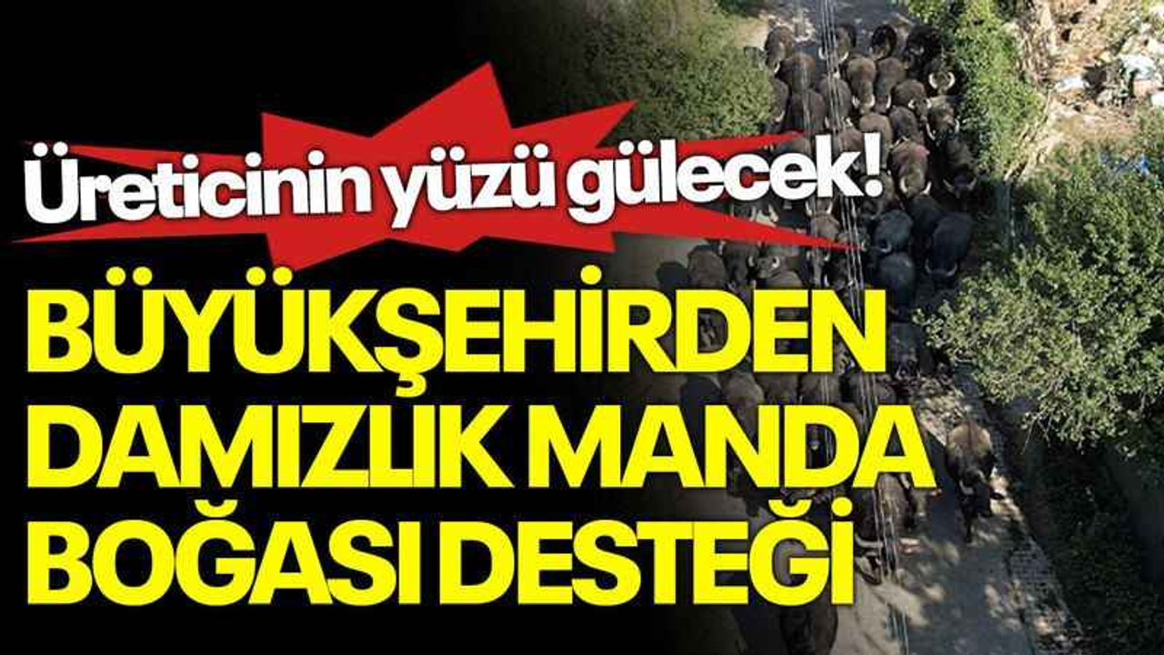 Üreticnin yüzü gülecek! Büyükşehirden damızlık manda boğası desteği