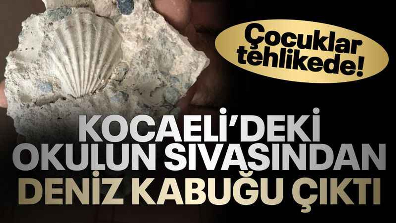 Çocuklar tehlikede! Kocaeli'deki okulun sıvasından deniz kabuğu çıktı