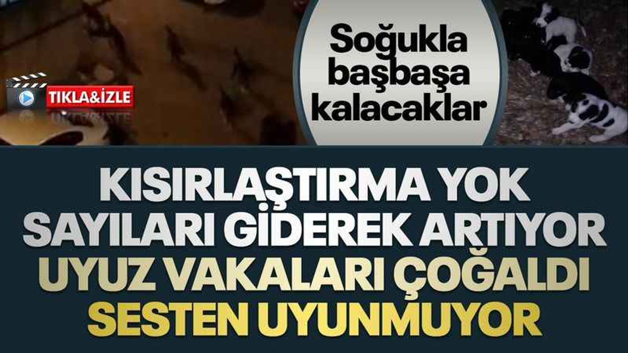 Kısırlaştırma yok, sayıları giderek artıyor, uyuz vakaları çoğaldı, sesten uyunmuyor