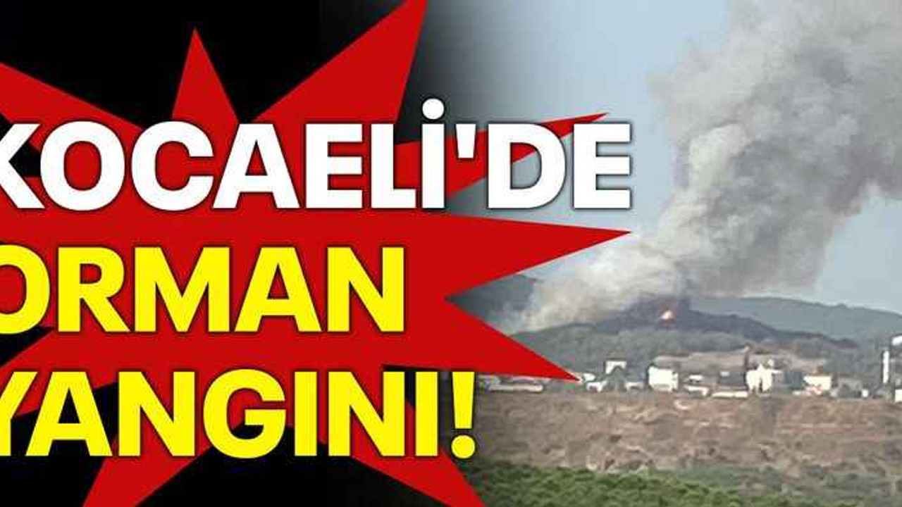 Kocaeli'de orman yangını