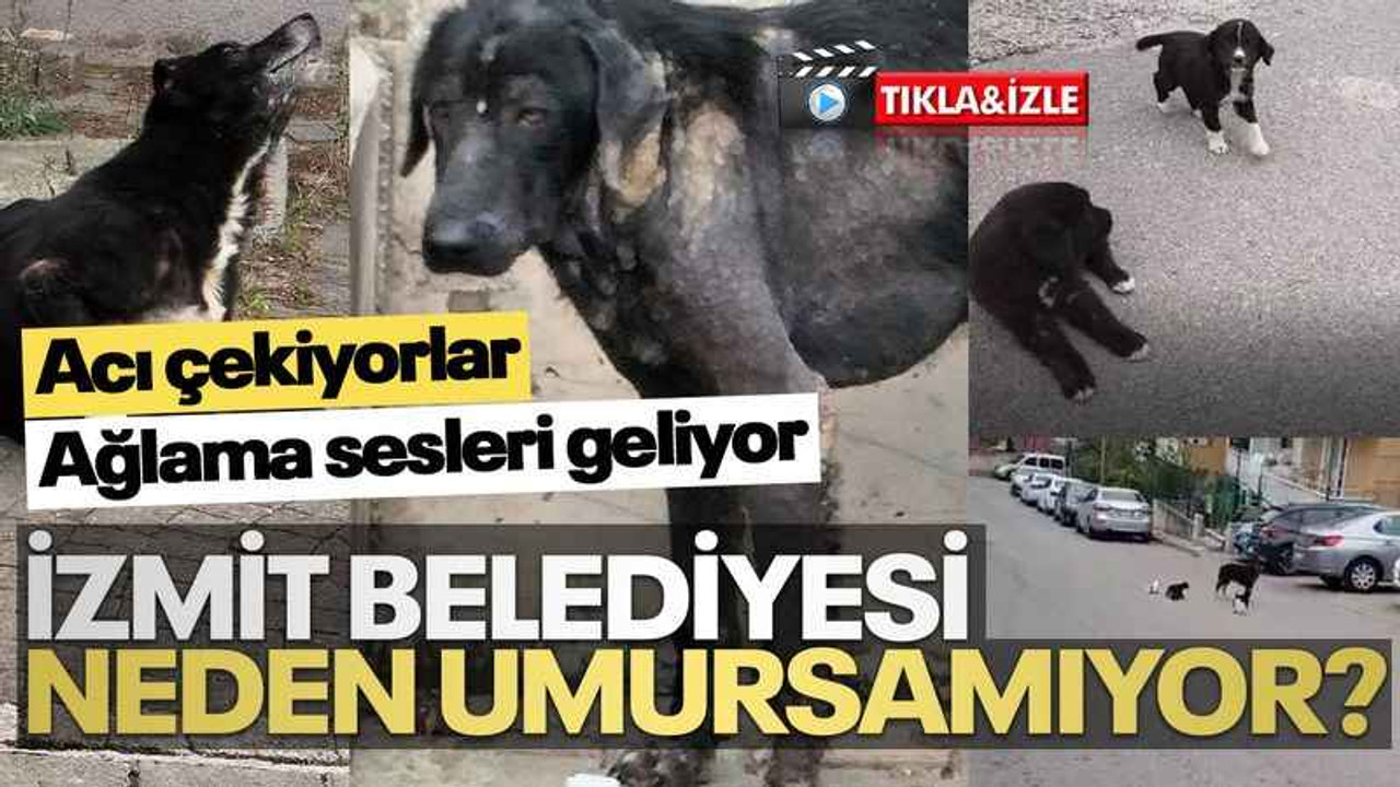 Ağlama sesleri geliyor... İzmit Belediyesi neden umursamıyor?
