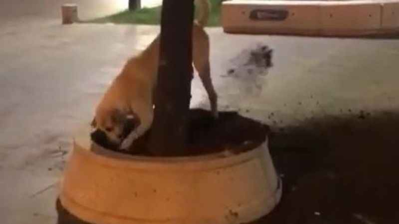 Suçüstü yakalanan köpek yüzleri güldürdü