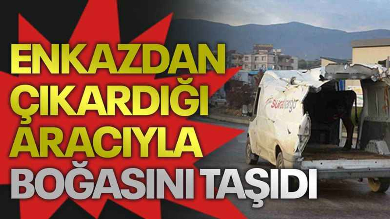 Enkazdan çıkardığı aracıyla boğasını taşıdı!