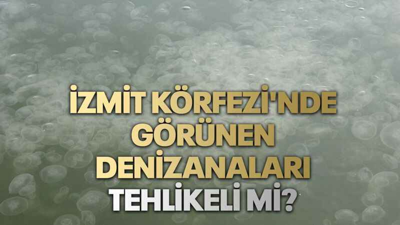 İzmit Körfezi'nde görünen denizanaları tehlikeli mi?