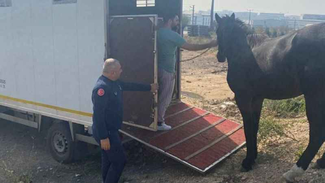 Kocaeli'de yakalanan başıboş at Tekirdağ'a gönderildi