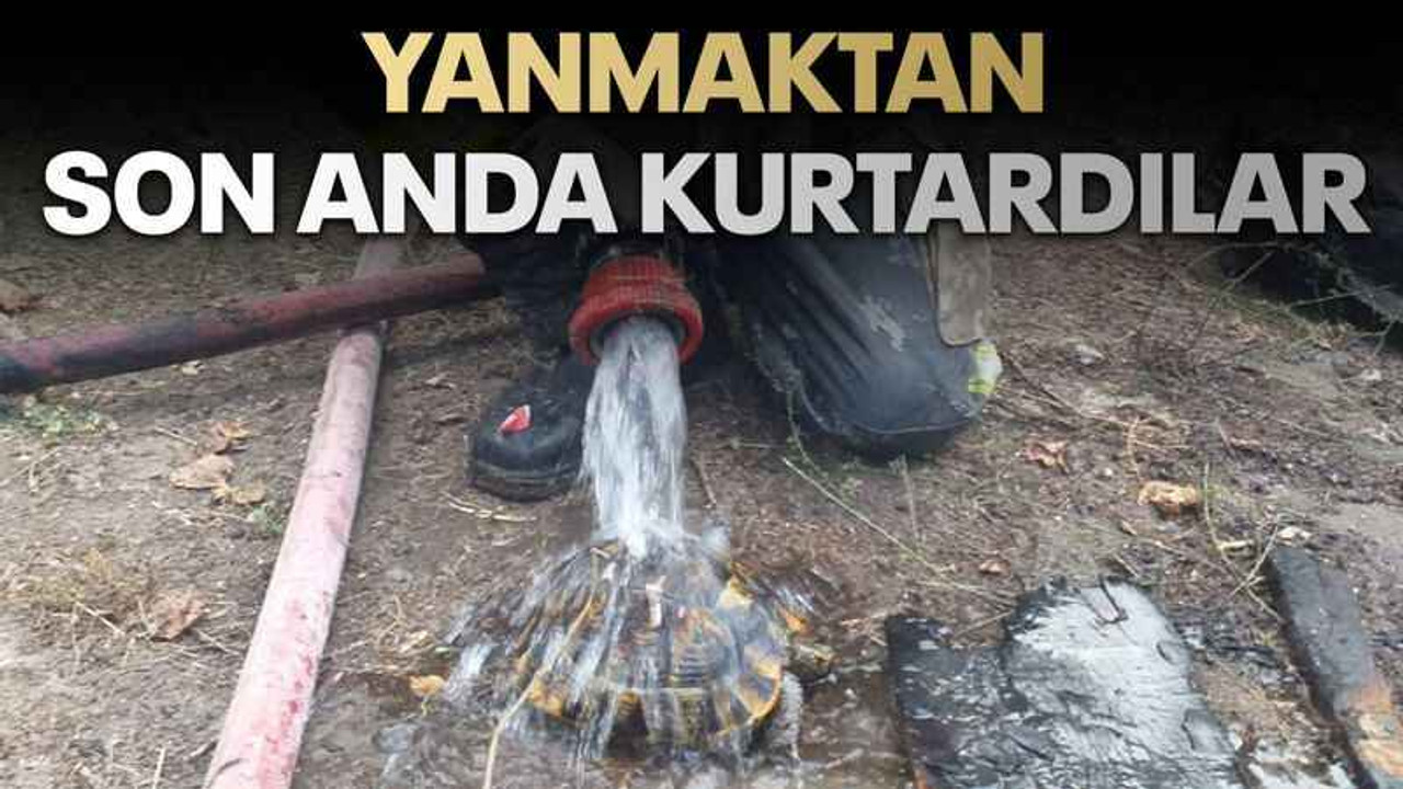 Yanmaktan son anda kurtardılar