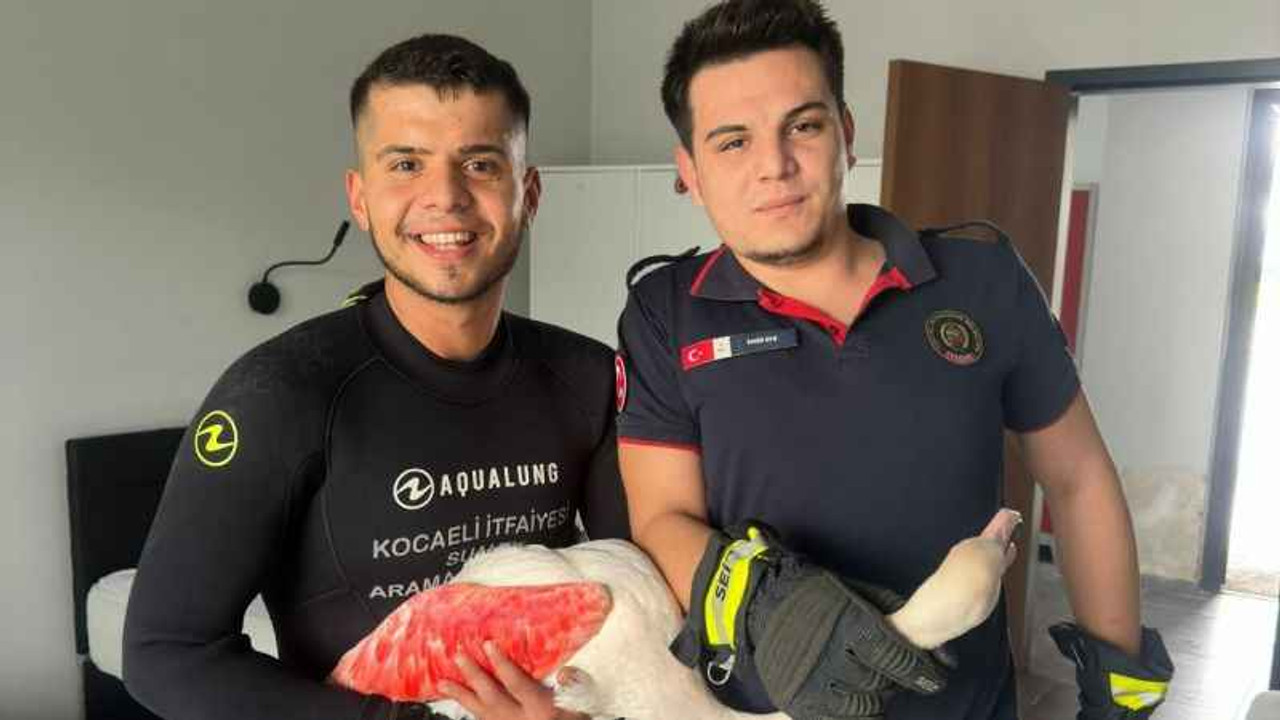 Kocaeli İtfaiyesi yaralı Flamingoyu kurtardı