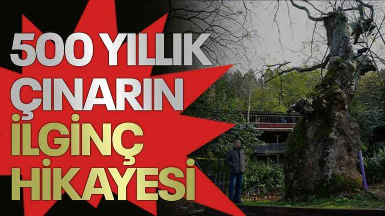 500 yıllık çınarın ilginç hikayesi