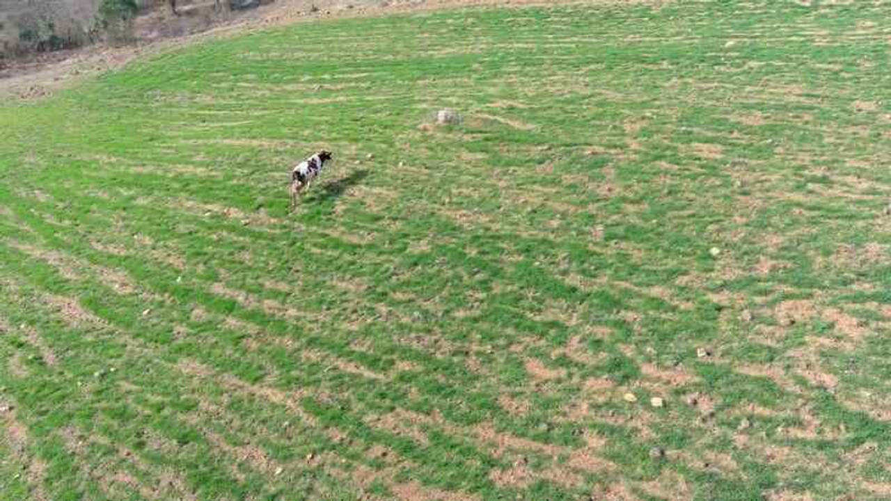 Arazisine gelen ineği dronla kovalamıştı: “İki inatçı olarak ben galip geldim"