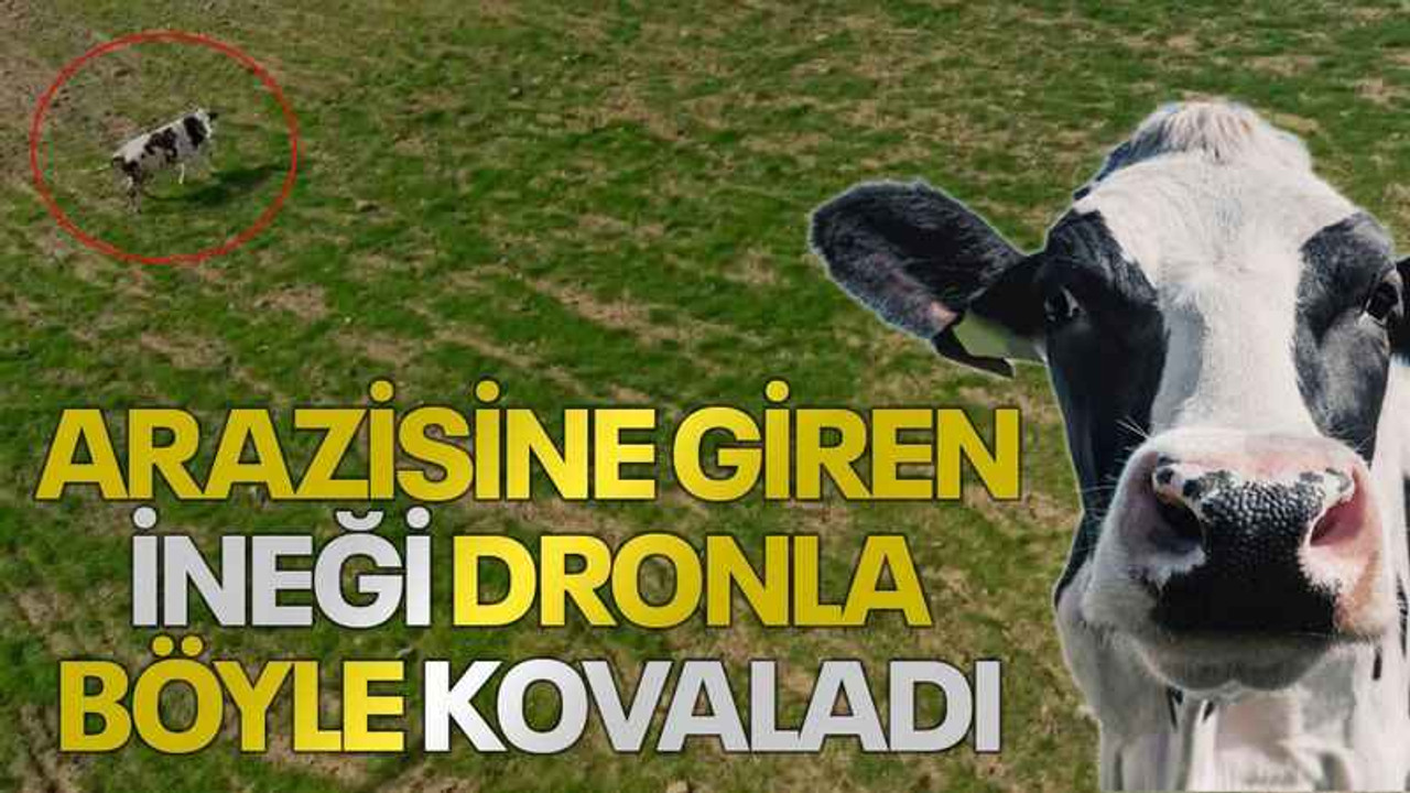 Arazisine giren ineği dronla böyle kovaladı