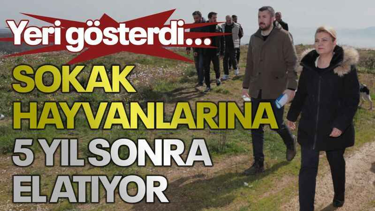 Yeri gösterdi… Sokak hayvanlarına 5 yıl sonra el atıyor
