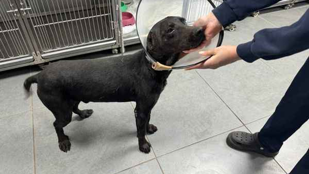 Tümör nedeniyle köpeğin kulağı ampute edildi