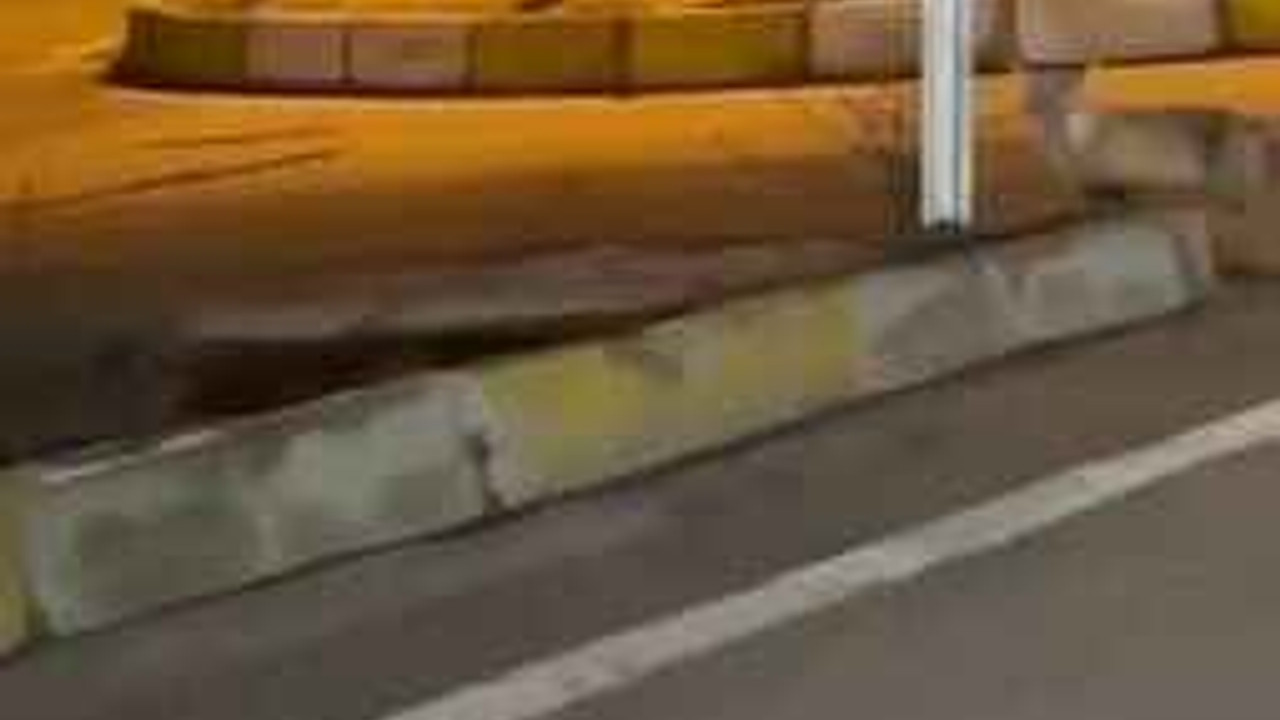 Aç kalan tilki şehir merkezine indi