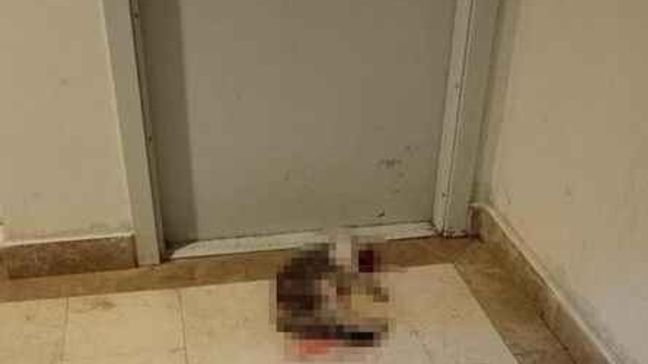 Kedi Eros'u tekmeleyerek öldüren sanık hakkındaki karara başsavcılık itiraz etti