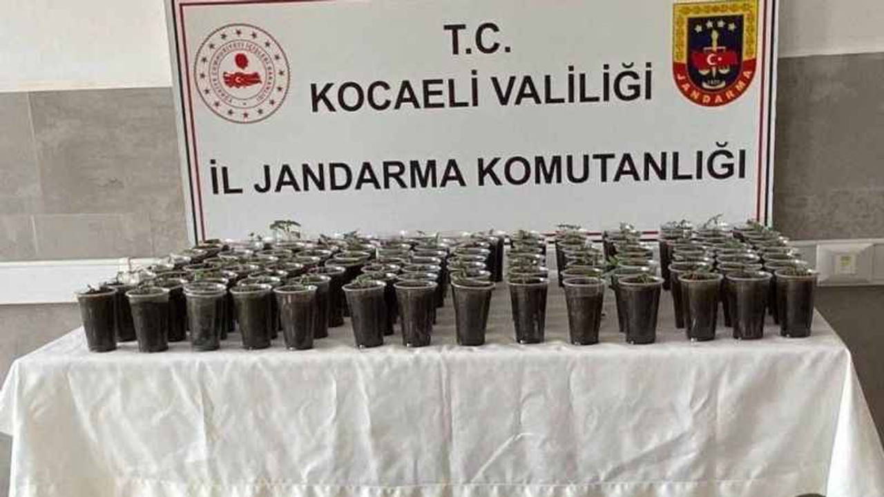 Evde yapılan operasyonda 580 kök kenevir bitkisi ele geçirildi