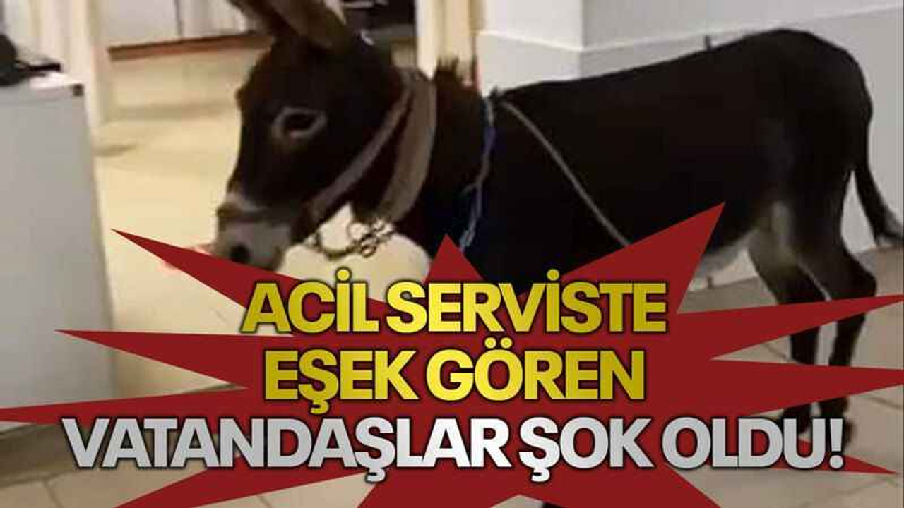 Acil serviste eşek gören vatandaşlar şok oldu!