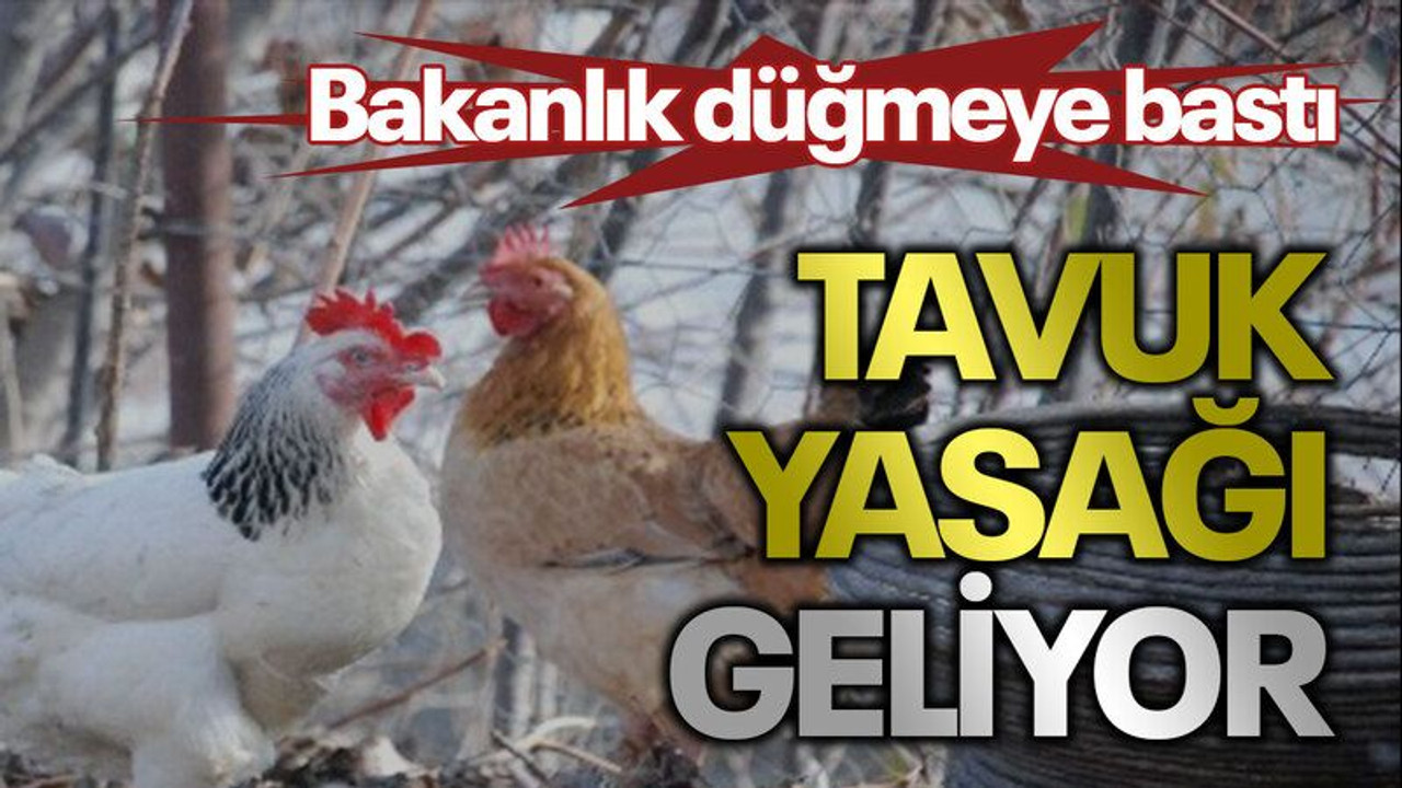 Bakanlık düğmeye bastı Tavuk yasağı geliyor