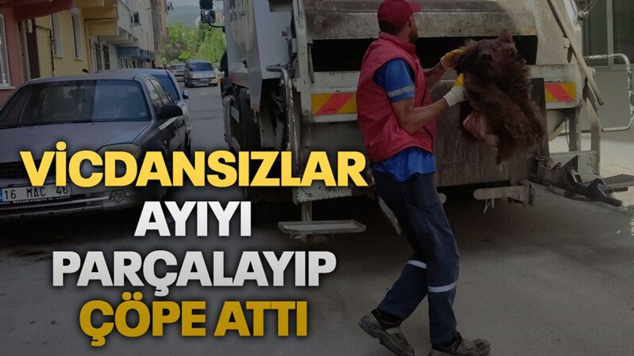 Vicdansızlar ayıyı parçalayıp, çöpe attı