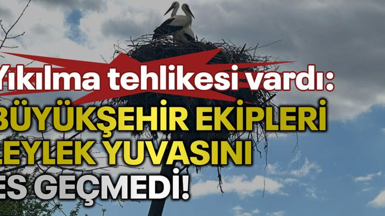 Yıkılma tehlikesi vardı: Büyükşehir ekipleri leylek yuvasını es geçmedi!