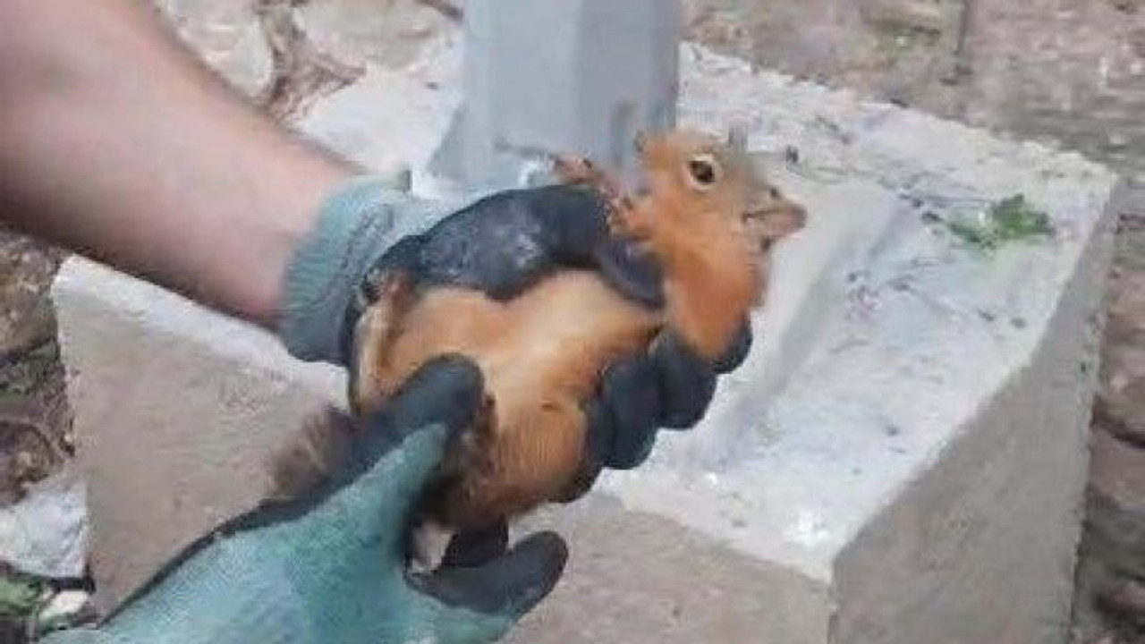 2 duvar arasına sıkışan sincabı ekipler kurtardı