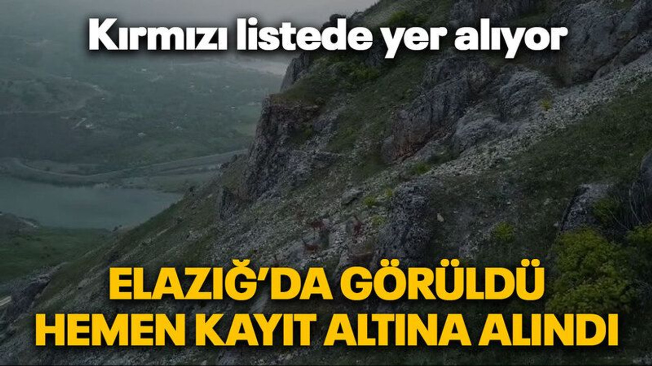 Elazığ’da görüldü, hemen kayıt altına alındı