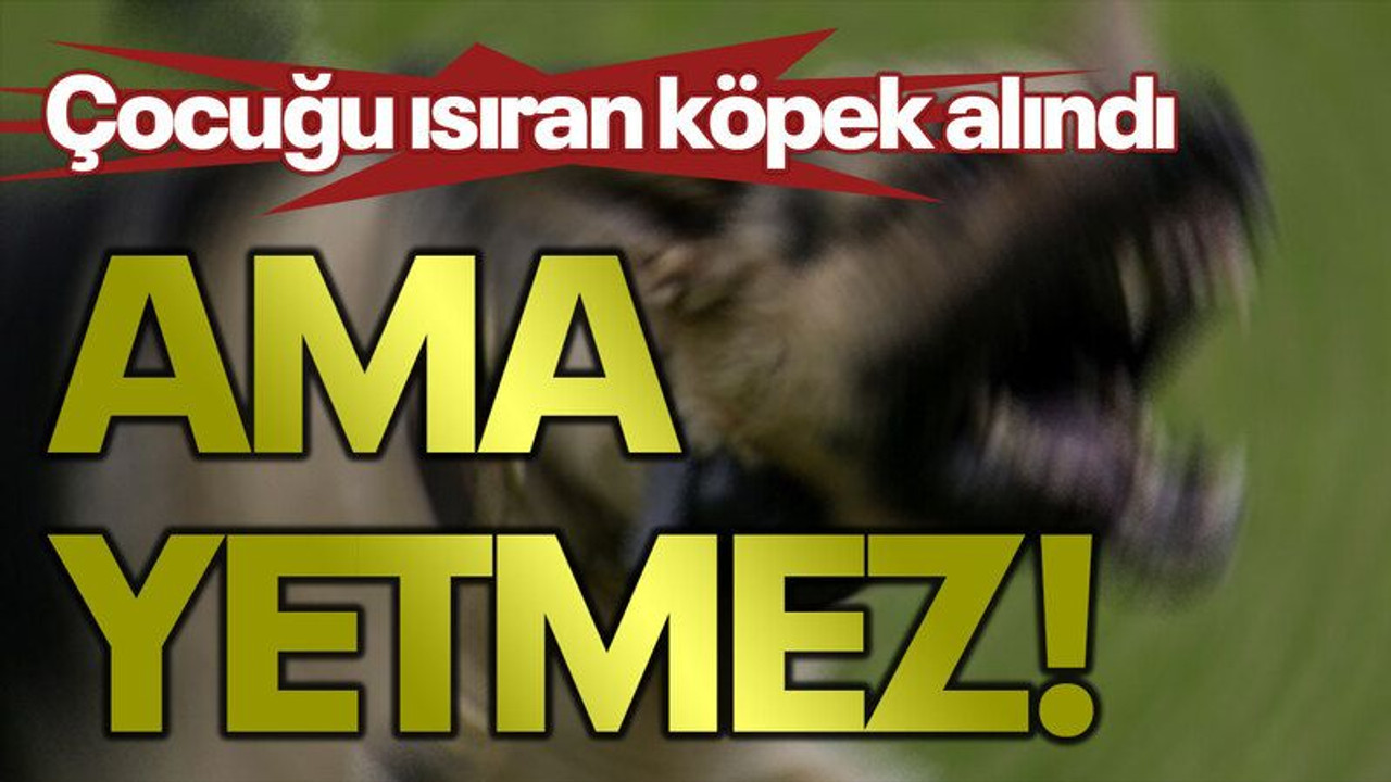 Çocuğu ısıran köpek alındı, AMA YETMEZ!