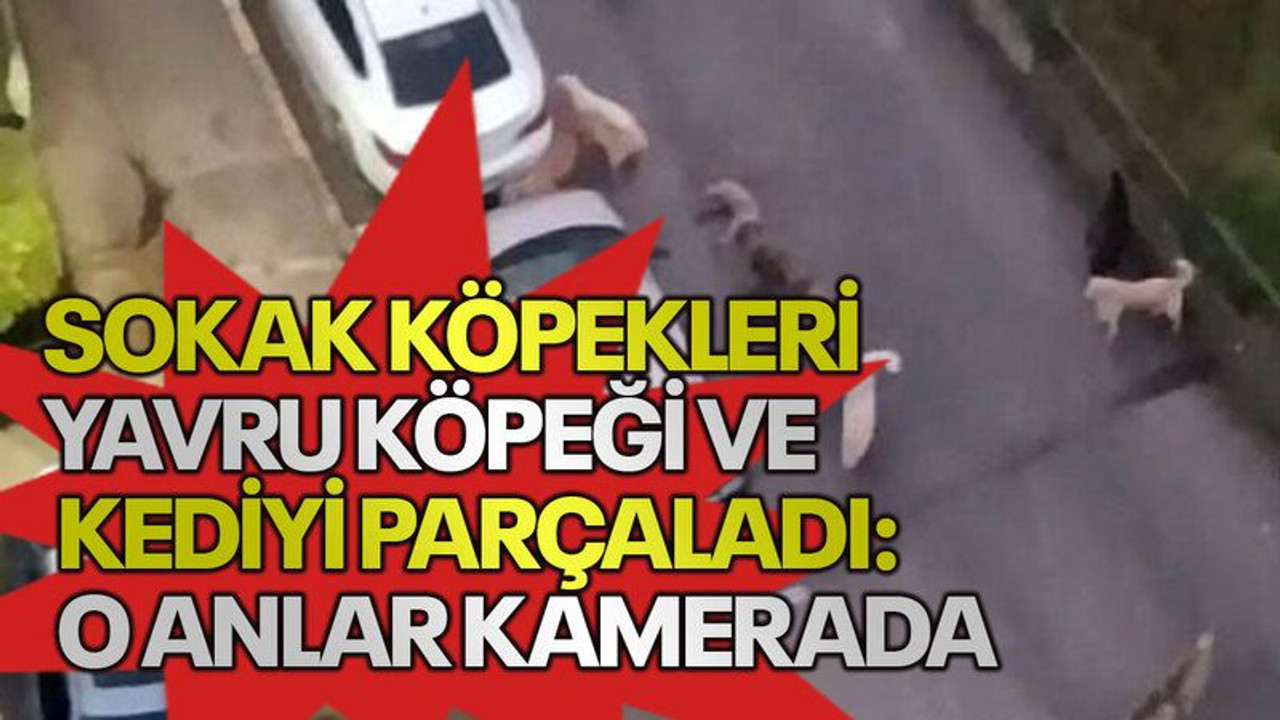 Sokak köpekleri yavru köpeği ve kediyi parçaladı: O anlar kamerada