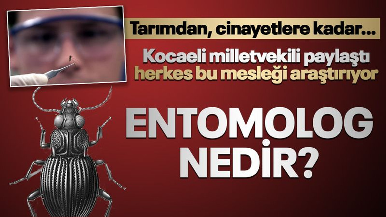 Kocaeli milletvekili paylaştı, herkes bu mesleği araştırıyor: Entomolog nedir? Tarımdan, cinayetlere kadar…
