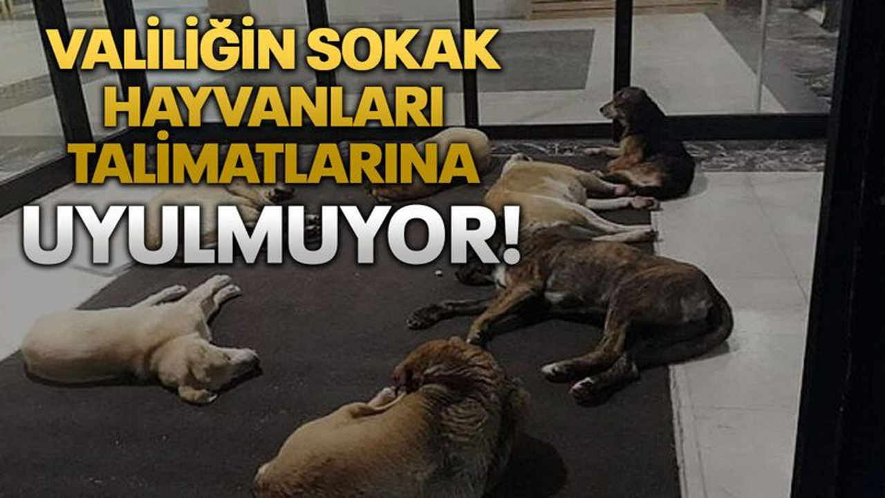 Valiliğin sokak hayvanları talimatlarına uyulmuyor!