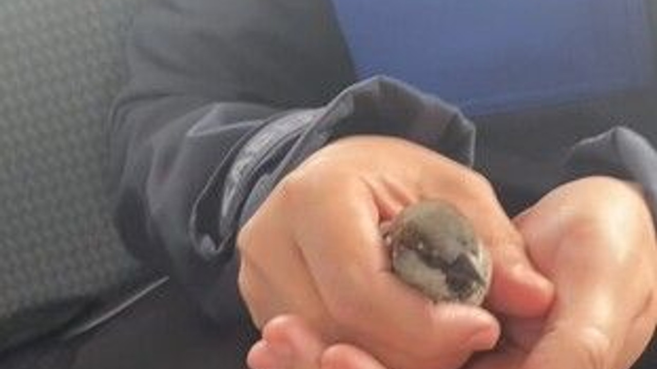 Uçamayan serçenin imdadına böyle yetiştiler