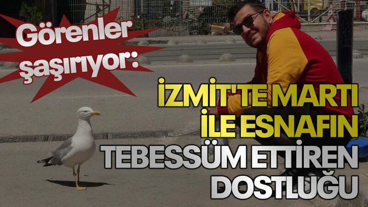 Görenler şaşırıyor: İzmit'te martı ile esnafın tebessüm ettiren dostluğu